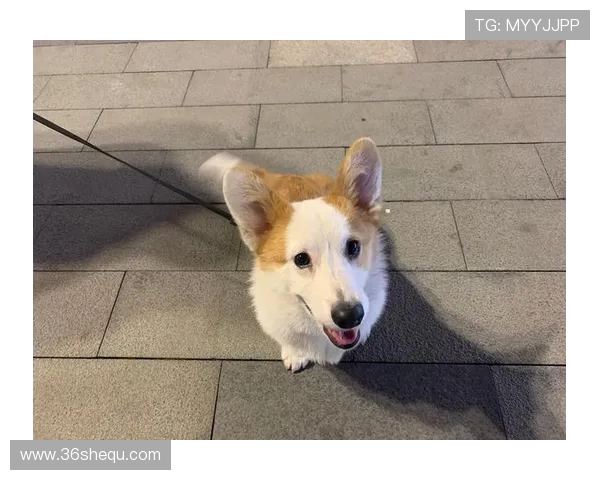 被小柯基牵着跑的快乐哲学 在运动赛场上学会跟着心跳冲刺 被小柯基牵着跑的快乐哲学 在运动赛场上学会跟着心跳冲刺